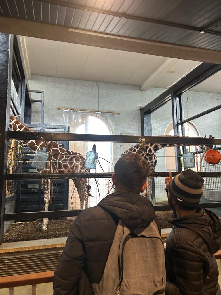 A JUMP volunteer and young person are looking at two giraffes in an enclosure at London Zoo. The young person is pointing at a giraffe on the right hand side.